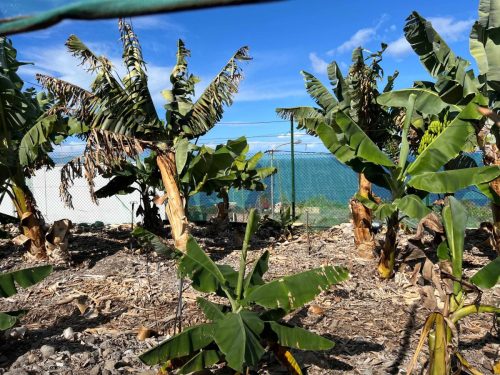 Teneriffa - Bananenplantage
